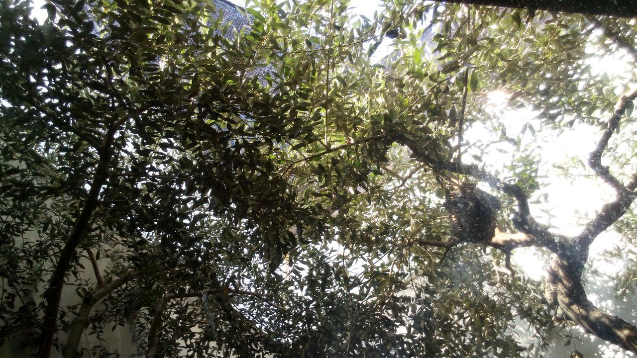 Lo Moli De Rosquilles Ξενοδοχείο Masdenverge Εξωτερικό φωτογραφία